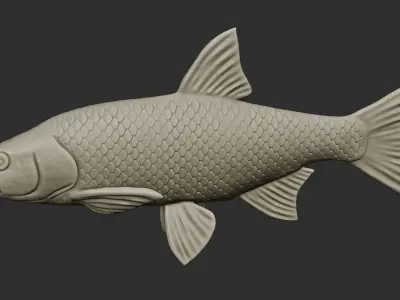 Asp - fish for easy printing 3D print model