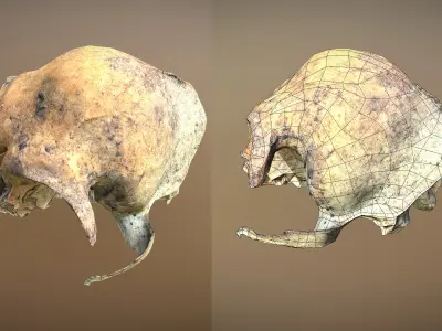 Small photorealistic rodents skull Low-poly 3D model