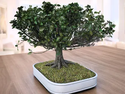 American Elm Bonsai Tree 001 - Ulmus americana 3D model