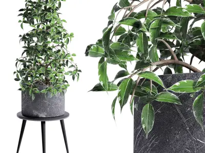 plant indoor 06 3D model