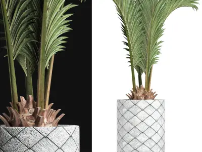 Plants Collection 155 Palm 3D model