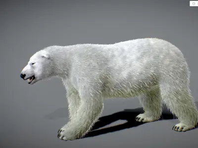Polar bear Low-poly 3D model 8