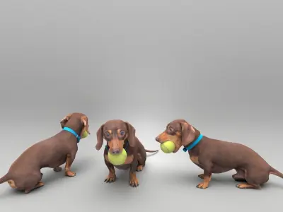 Dachshund dog playing with toy 31 Low-poly 3D model