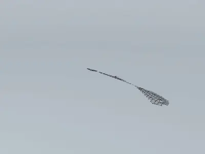 Surfing Skippy the Bush Kangaroo Free 3D model