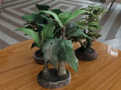 Bonsais Pack 3D model