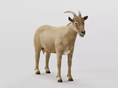 Domestic Goat Low-poly 3D model
