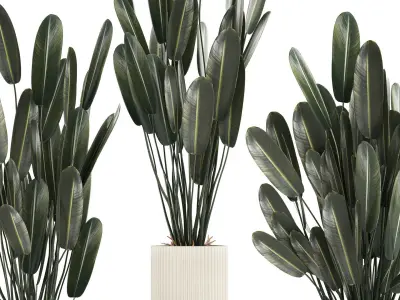 Beautiful Strelitzia in a flower pot for decoration 1284 3D model