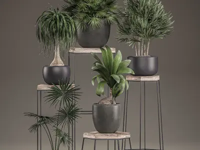 Plants in pots on a stand for the interior 525 3D model