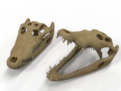 Crocodile skull  3D model 3D model