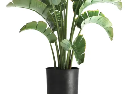 strelitzia palm in a loft pot for the interior 1111 3D model