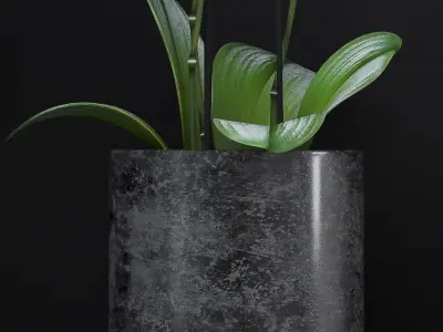 Orchid flower pot with in it 3D model