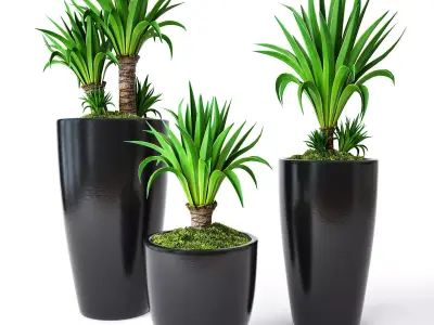 Palm Yucca 3D model