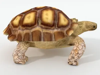 Sulcata Turtle Low-poly 3D model