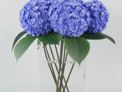 hydrangea 01 3D model