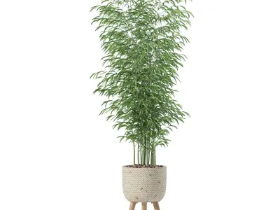 Bamboo in modern flower pot 3D model
