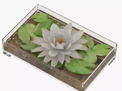 Decorative Set of Water Lily 3D model