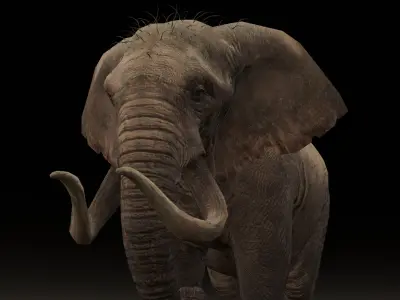 Elephant Animated Rigged 3D Model Low-poly 3D model