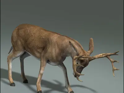 Deer ANIMATED 3D model