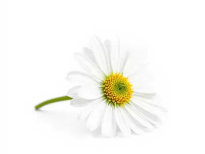 Aster White Pristine Flower Detailed Model Pack Low-poly 3D model