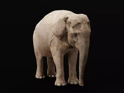 Asian Elephant Adult Low-poly 3D model