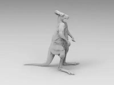 kangaroo 3D model