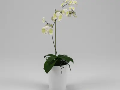 Orchid in pot 3D model