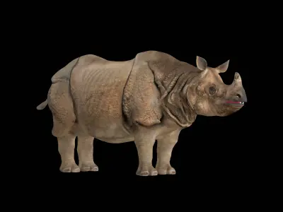 Indian Rhinoceros 3D model