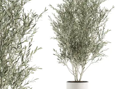 Decorative olive tree  in flowerpots 646 3D model