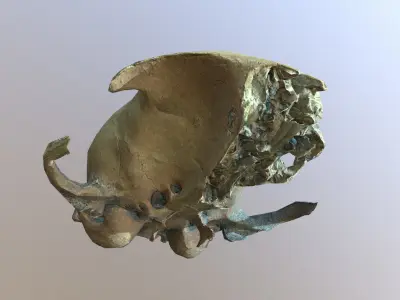 Photorealistic scanned small skull of rodent  Low-poly 3D model