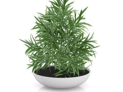 Plant in Flat Pot 3D model