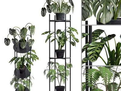 plant Collection 02 3D model