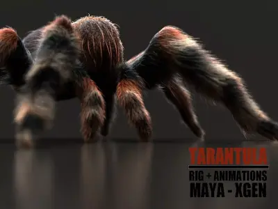 Tarantula ANIMATED XGEN CORE 3D model