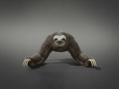 Three-Toed Sloth Animated 3D model