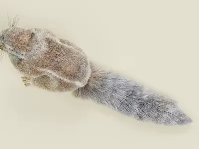 -Cape Squirrel- 3D model