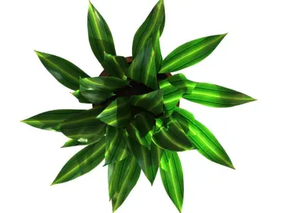 Potted Plant Aspidistra Elatior 3D model
