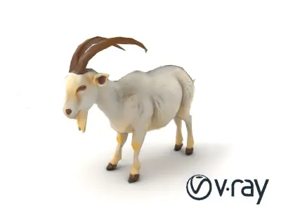 White Mountain Goat with Curved Horns 3D Model Pack Low-poly 3D model