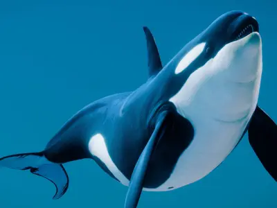 Killer Whale Type A female 3D model