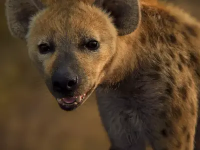 Spotted Hyena Animated 3D model