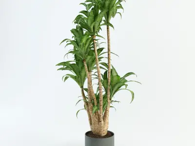 Palm tree in flowerpot 3D model