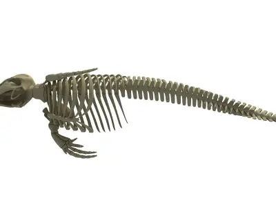 Realistic Dolphin Skeleton 3D model