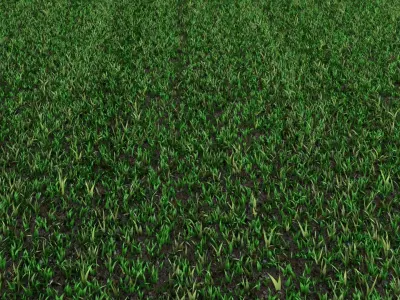 Lawn Grass Free 3D model