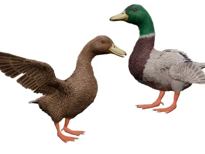 Duck Feathered Low-poly 3D model