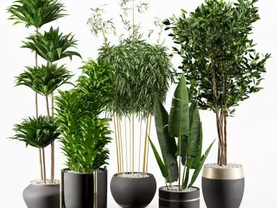 Modern Indoor Plants Set with Black Pots 3D model