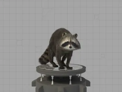 Raccoon on platform 3D model