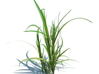 Tall Green Grass 3D model