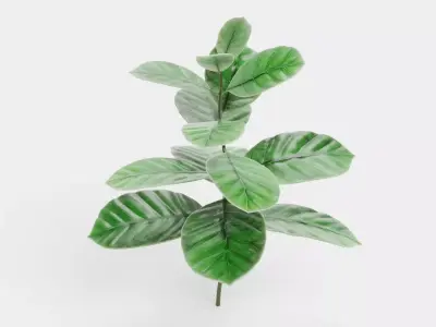 -Arabica Coffee Plant- 3D model