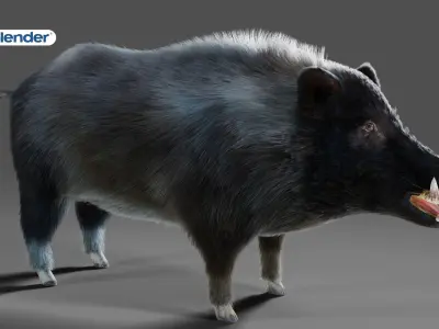 Fur Black Wild Boar Rigged V07 in Blender  Low-poly 3D model