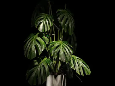 Monstera Deliciosa Plant Model 3D model