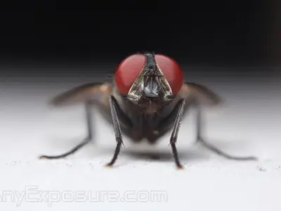 nooooooooooooooo Free 3D model