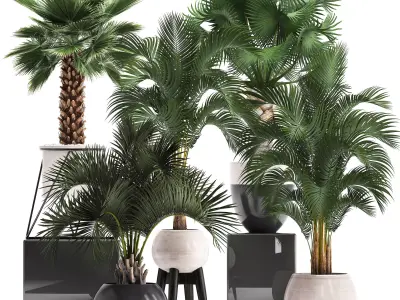 Collection of decorative palm trees  10 3D model